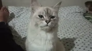 When you have a kind Hearted Cats 😱 | PetsNpeeps