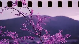CRAPSHOOT. Lomochrome Purple 35mm Shot through the FujiFilm GA645zi