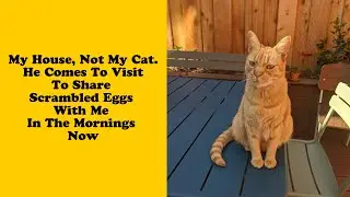 50 Of The Best ‘My House, Not My Cat’ Moments That Have Ever Happened To Humans 6/6