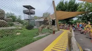 I Ain't Lion