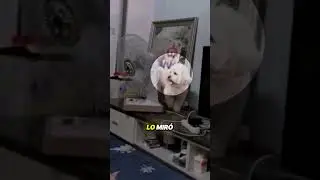 See What This Dog Did to Cool Off 🐕❄️ 