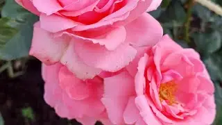 Another disappointment of mine is the climbing rose Ramira!