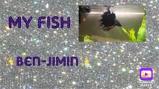 my first fish, ben-jimin! (and some fish tips) || roseee
