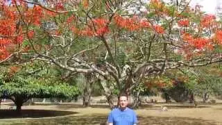 Trinidad Botanic Garden and a Cacao Plantation