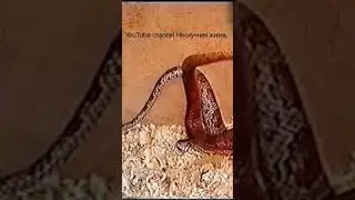 Спаривание змей