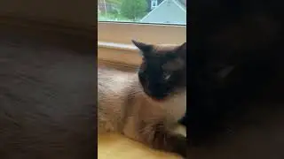 Cat Uses Sister as Leg Rest