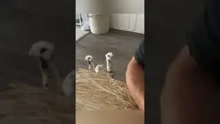 😸The funny kitties❤😹