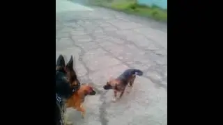 Рэкс и пёсики 2