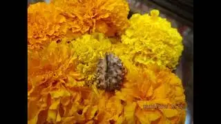 ek mukhi rudraksha