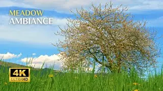 Soothing Meadow Sounds whit Birds Chirping | Relaxing Springtime Sounds | Relaxing Nature Sounds