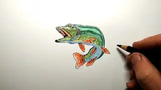 Как нарисовать Щуку | Pike drawing