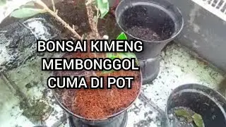 Bonsai Kimeng Membonggol Hanya di Pot Tanpa Pecah Batang ,