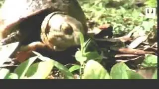 Turtle documentary film