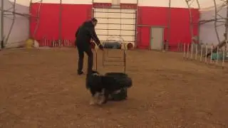 Hoopers Onlinekurs - www.hoopers-agility-coaching.de