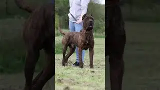great dane vs English mastiff, koren mastiff,giant pige 