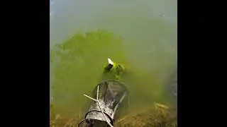 Балик оввига келдик баликни куринг 😱