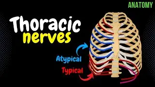 Thoracic Nerves (Intercostal + Subcostal) | Anatomy