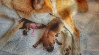 Birth of Shiba Inu puppy 2 of 3 - 2nd litter / boy