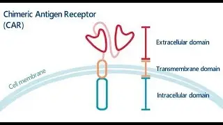 AbLearning™ - Episode 4: Chimeric Antigen Receptor T Cell Therapy: Efficacy & Safety