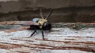 A Carpenter Bee (4k) / Xylocopa, Xylocopinae