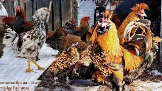 Павловские куры, Брама, Орловские Декоративные куры 