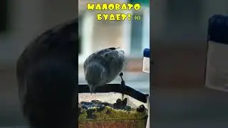 Воробьи в кормушке - Маловато будет!  #sparrow #birdfeeding