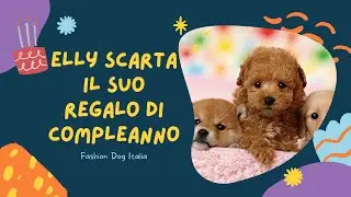 GUARDATE LA SUA REAZIONE! Elly barboncina toy scarta il suo regalo di compleanno 🤣