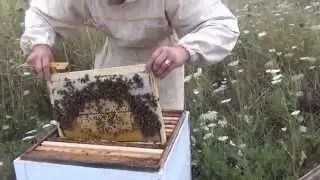 Отводки пчел  Как сделать отводок пчел  Slips bees  How to make a nucleus of bees