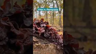 Which do you prefer? #naturelover #shorts #mushroom #forest #photography #reelsvideo #foraging