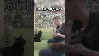 Ритм-н-кот. Новый жанр музыки