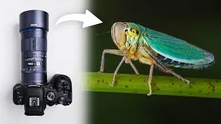 Laowa 180mm f/4.5 1.5X Ultra Macro Review
