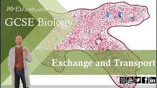 Exchange and Transport - GCSE Biology (9-1) 8.1 - 8.2