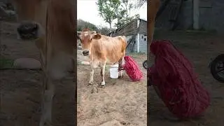 Cow 🐄 milk 🥛 or Maa 😻 Village Life 