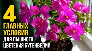 Бугенвиллия уход в домашних условиях.