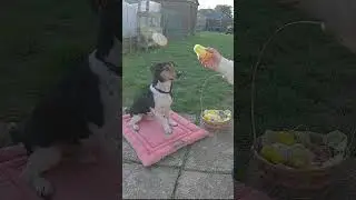 3 Easter Holds - Trick Dog Training