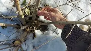How to trim a pomegranate?