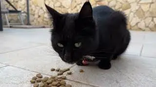 Shy black cat eats his meal in front of the camera