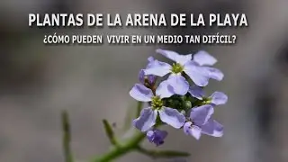 ¿Cómo pueden vivir algunas plantas en la arena de la playa?