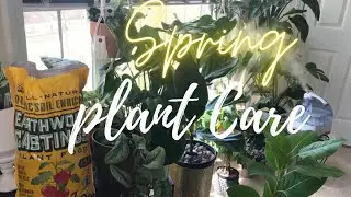 Preparing House Plants For Spring