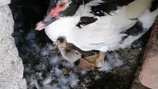 News from my Paw...how did he do with the chicken eggs?
