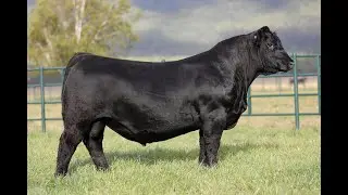 Lot 11 - Montana Lincoln 3307
