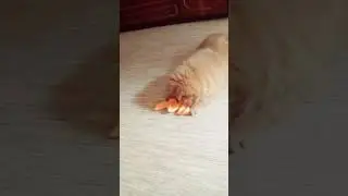 Щенок Чау-чау Кира и снова Коррида