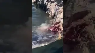 Нападение акулы на кита