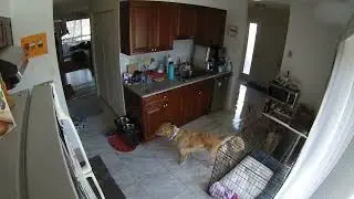 How our dog stretches