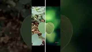 Uk Pata 🍃 shorts video new | uk pata 🍃 status video's new | 