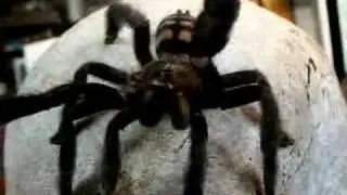 Psalmopoeus irminia waving at the camera
