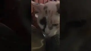 Momo the kitten gets cranky while laying on couch. #kitten #cat #catvideos #funnyvideo #petlovers