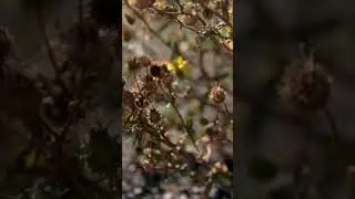 Hidden World: Slow-Mo Flowers and Bees (part - 3)