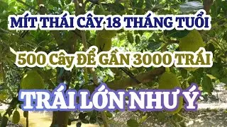 MÍT THÁI CÂY 18 THÁ TUỔI, 500 CÂY ĐỂ GẦN 3000 TRÁI. TRÁI LỚN NHƯ Ý. [THIÊN HỘ TIỀN GIANG]
