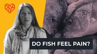 Do Fish Feel Pain?